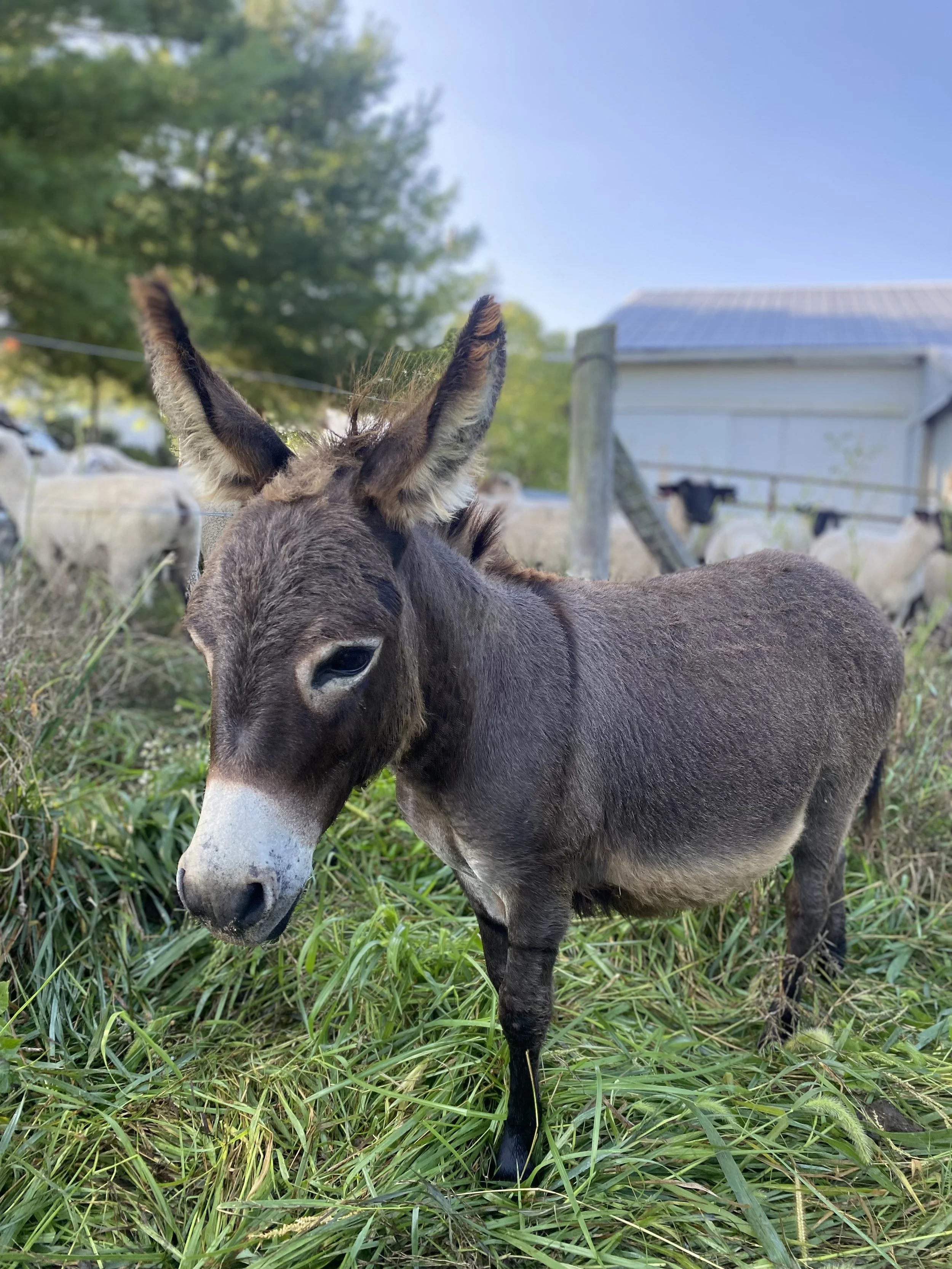 Guardian Donkeys: Protecting Silver Valley Farm's Flock — Silver